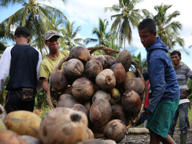 foto petani dan kelapa